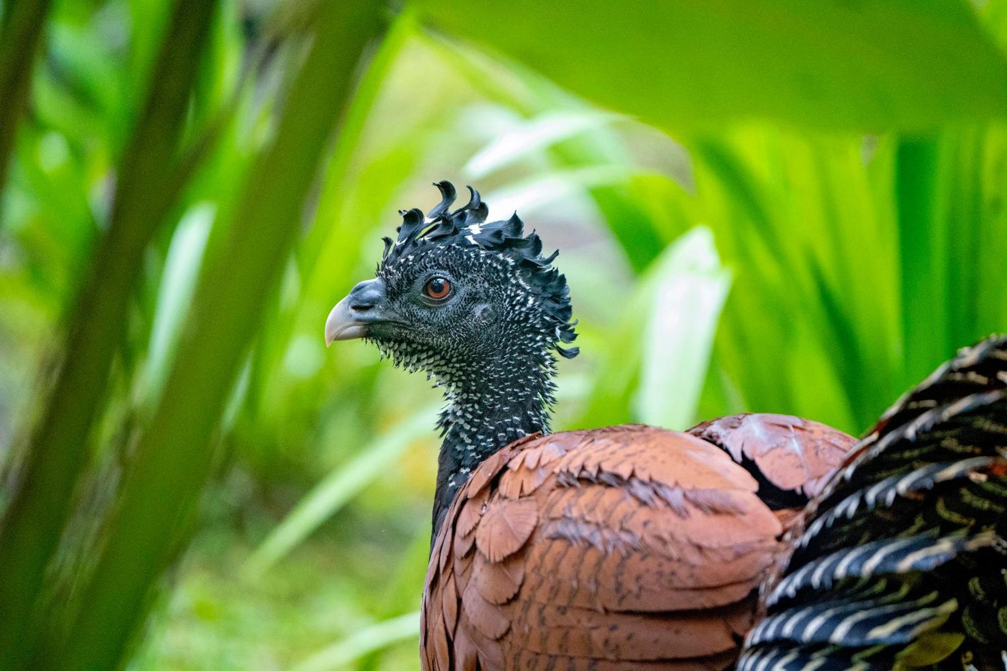 Playa Cativo Lodge Esquinas エクステリア 写真