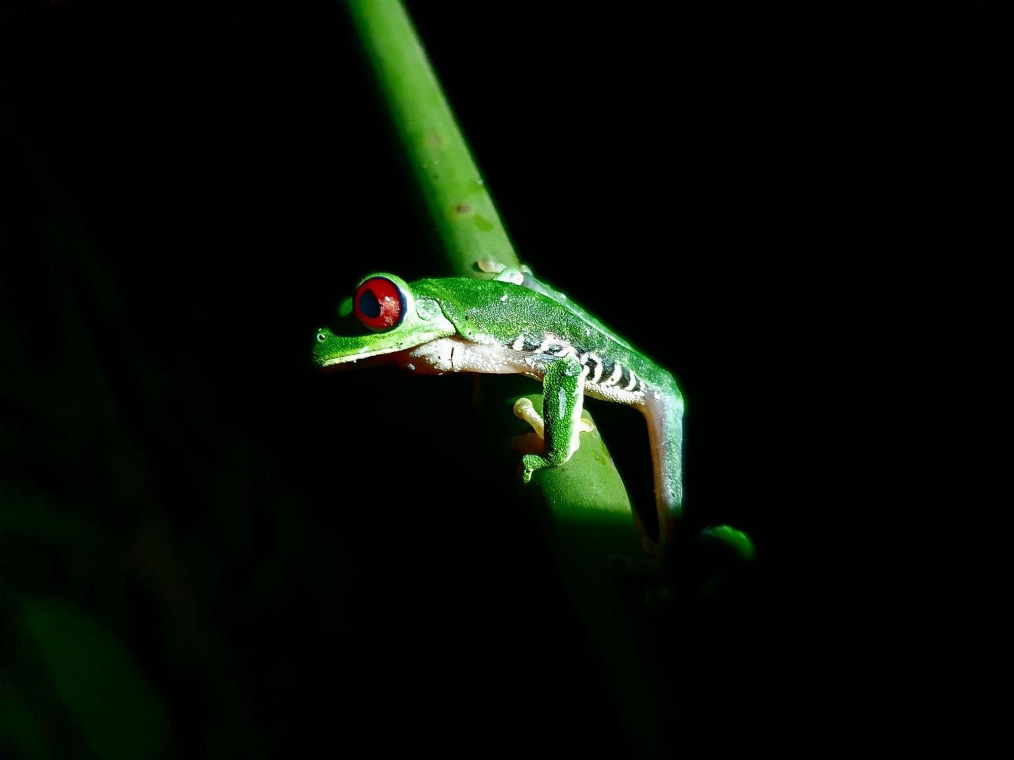 Playa Cativo Lodge Esquinas エクステリア 写真