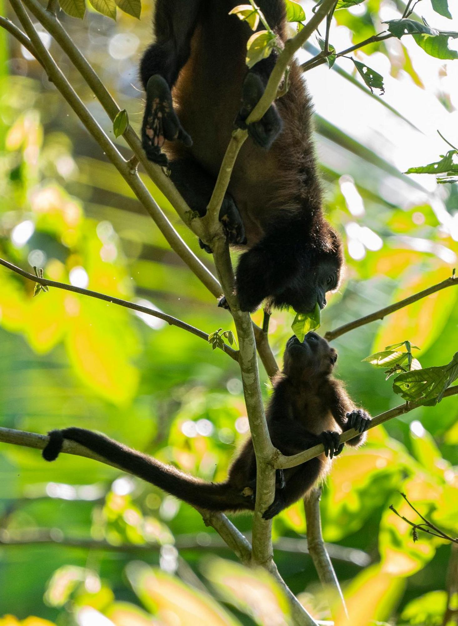 Playa Cativo Lodge Esquinas エクステリア 写真
