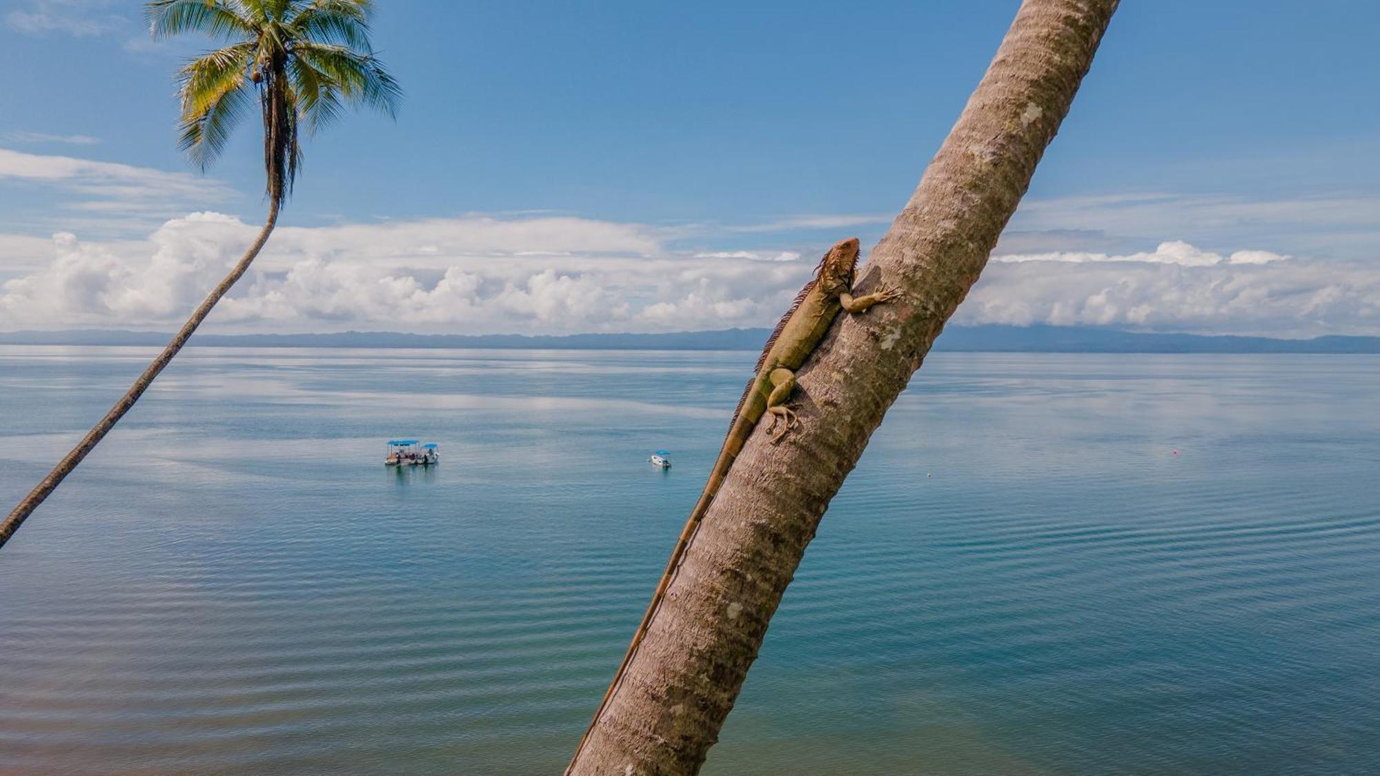 Playa Cativo Lodge Esquinas エクステリア 写真